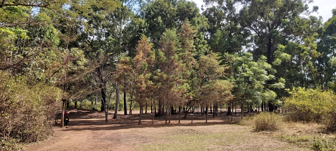 Campsite 